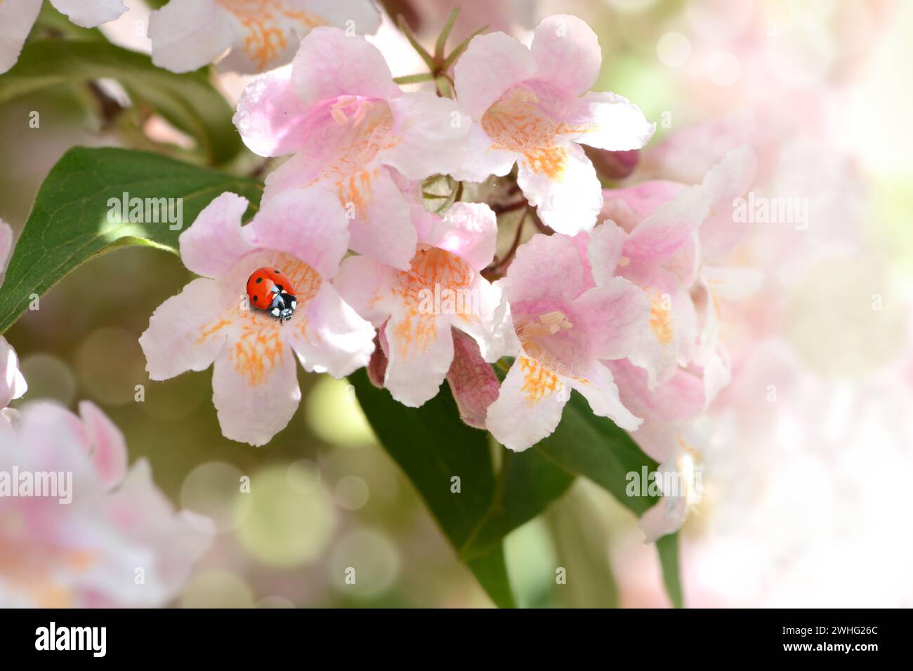 Ladybugs on blossom Stock Photo