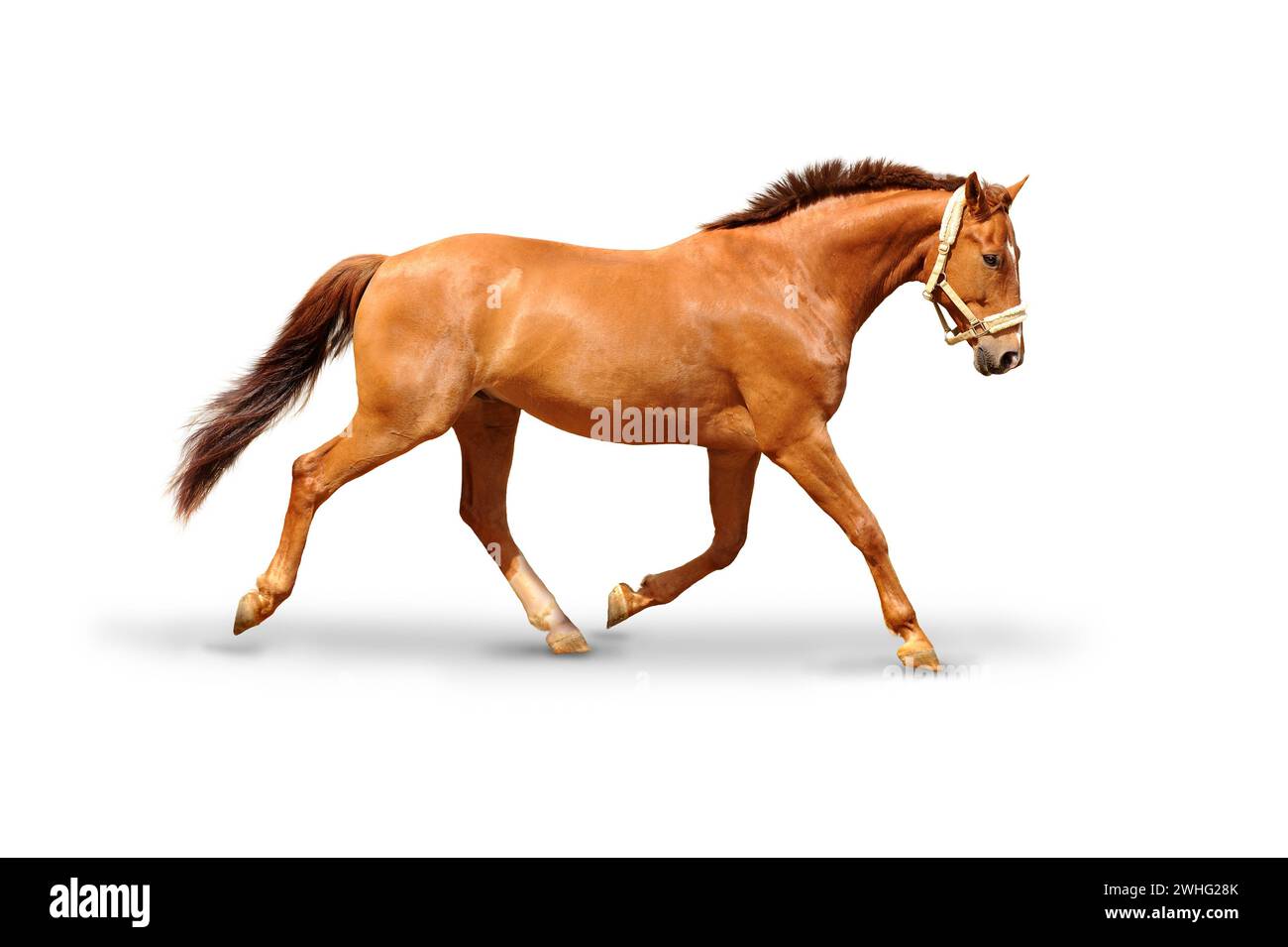 Galopping horse Stock Photo