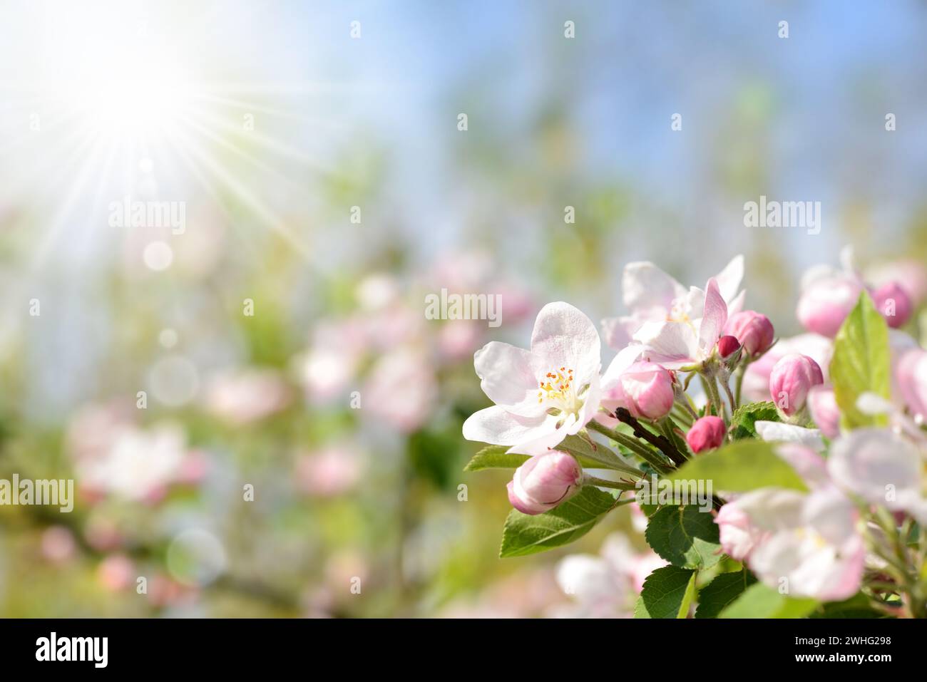 Apple blossom in the sunshine Stock Photo