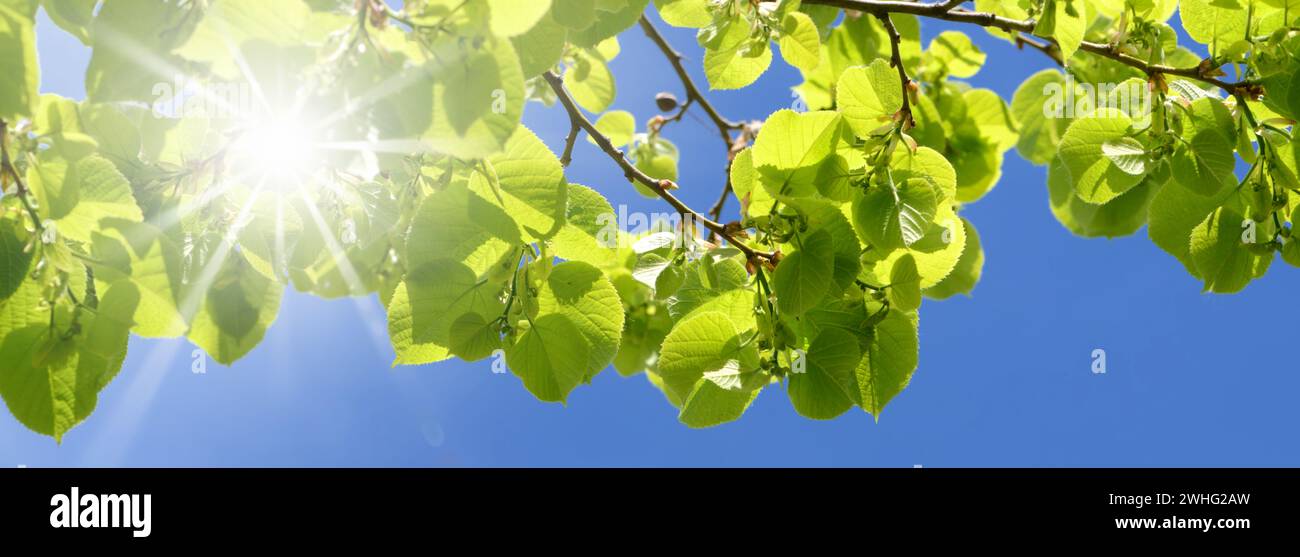 Linden tree in spring Stock Photo