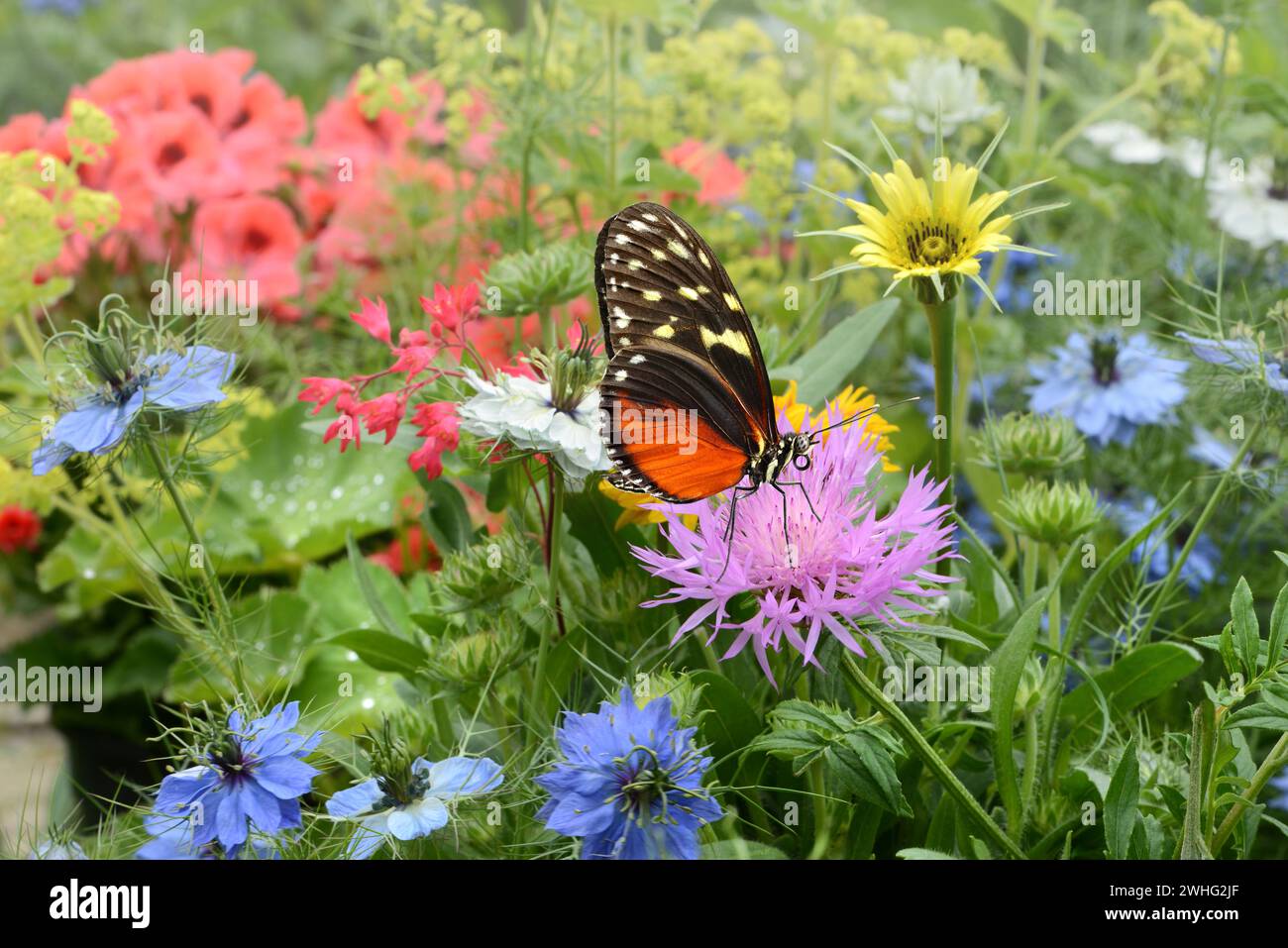 Exotic butterfly Stock Photo