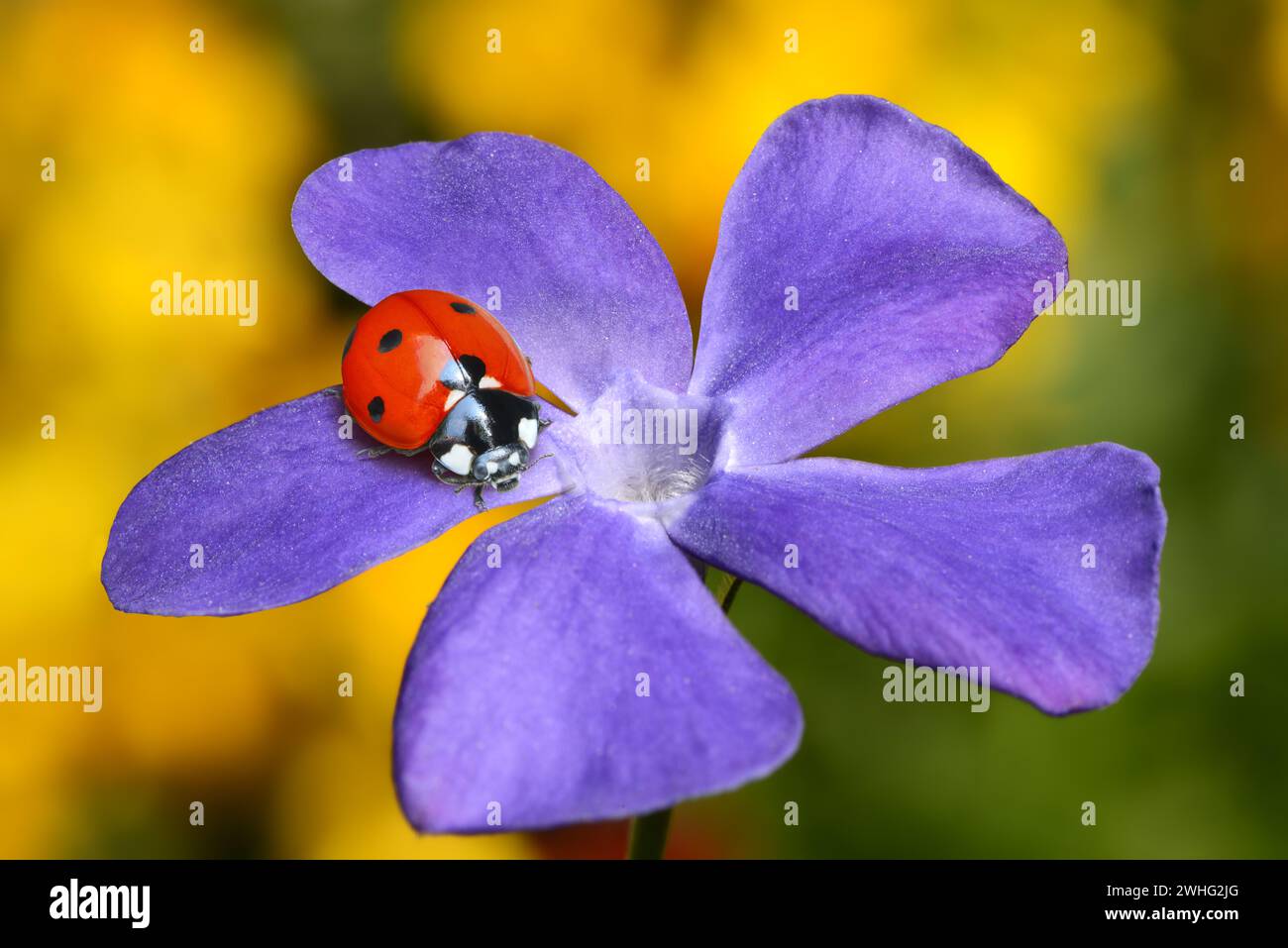 Ladybugs on blossom Stock Photo
