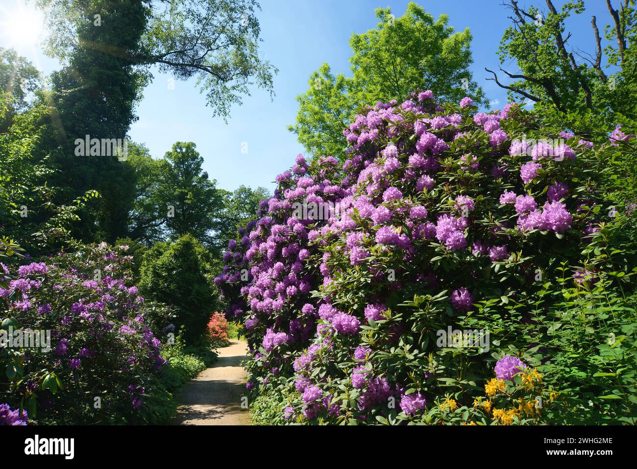 Park with rhododendron Stock Photo