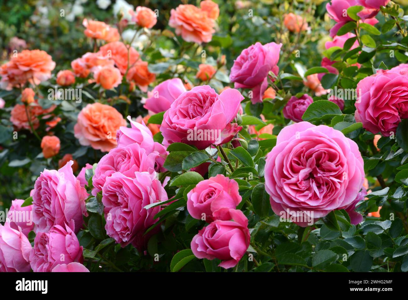 Rose garden Stock Photo