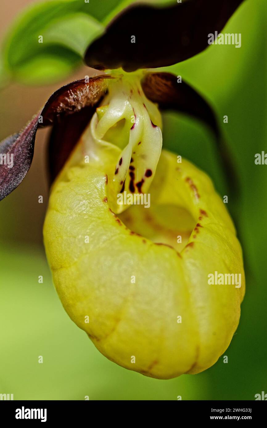 Indigenous ladys slipper orchid flower in spring in thuringia Stock Photo