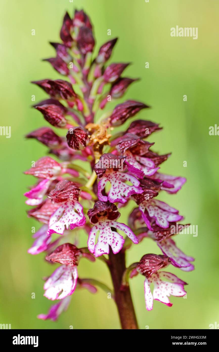 Flowering orchis orchid in spring in Thuringia Stock Photo