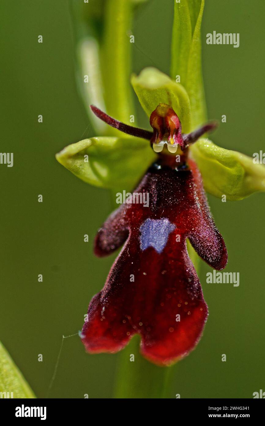 Flowering fly orchid flower in spring in thuringia Stock Photo