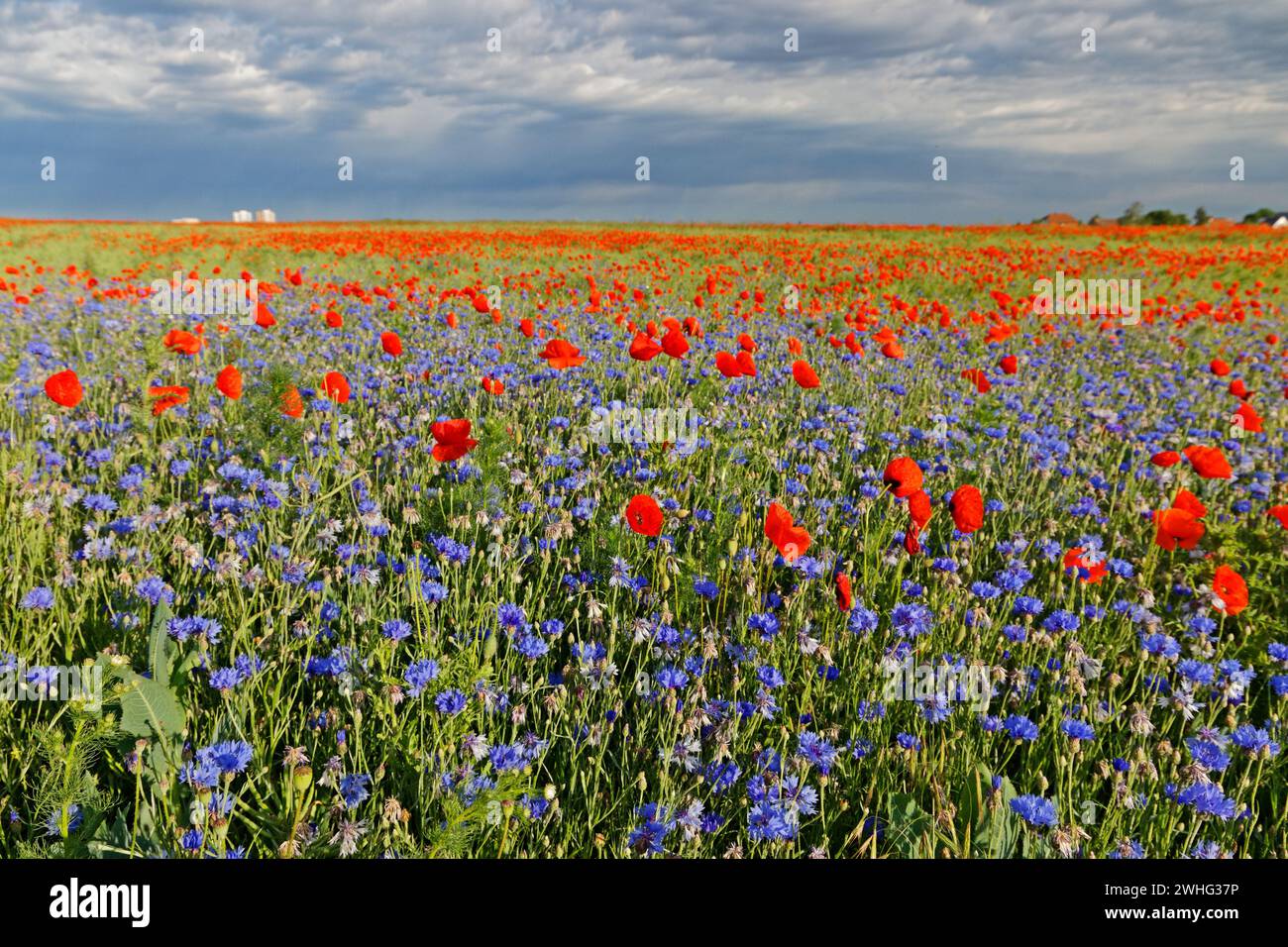 Colorful field in summer with red poppy flowers and blue cornflowers Stock Photo