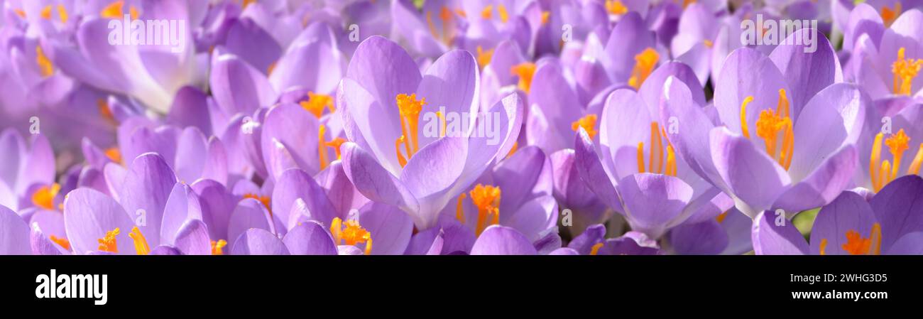 Crocus blossoms Stock Photo