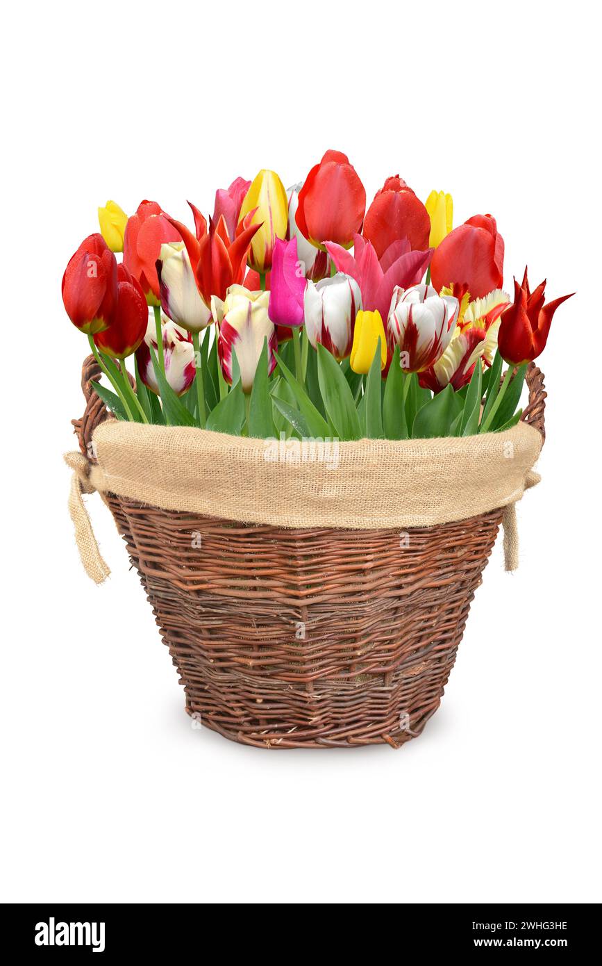 Basket with tulips Stock Photo