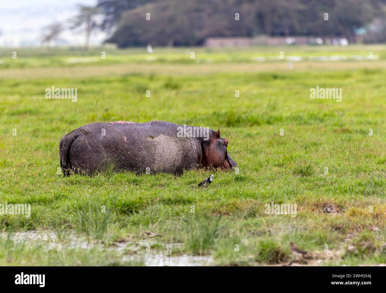 Hippo in Amboseli National Park, Kenya, Africa Stock Photo