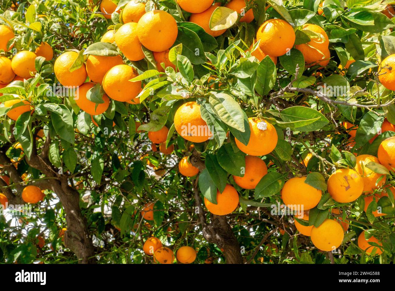Portuguese Oranges Growing On A Tree In The Algarve Portugal February 6, 2024 Stock Photo