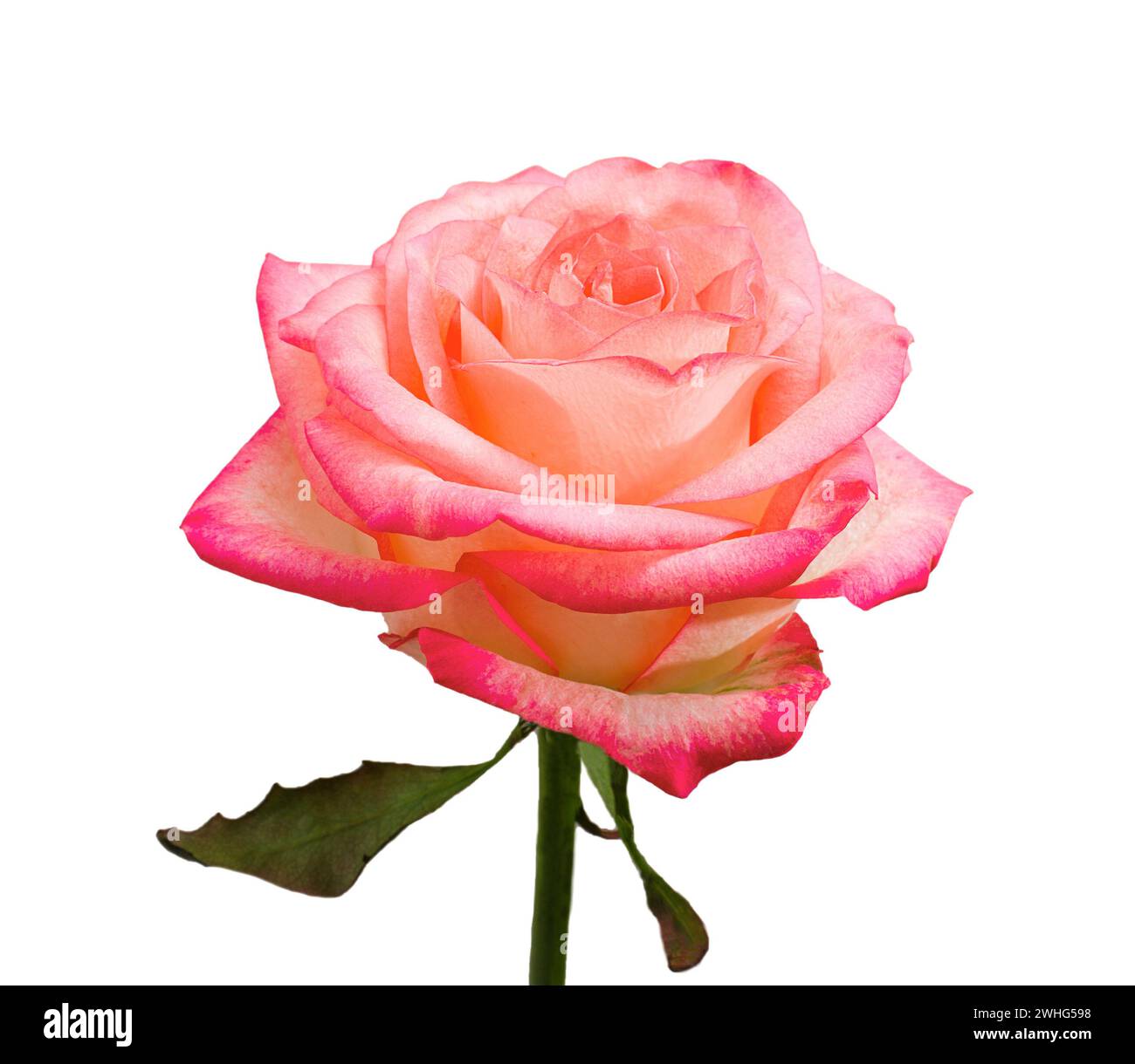 Natural rose flower isolated on white background Stock Photo - Alamy