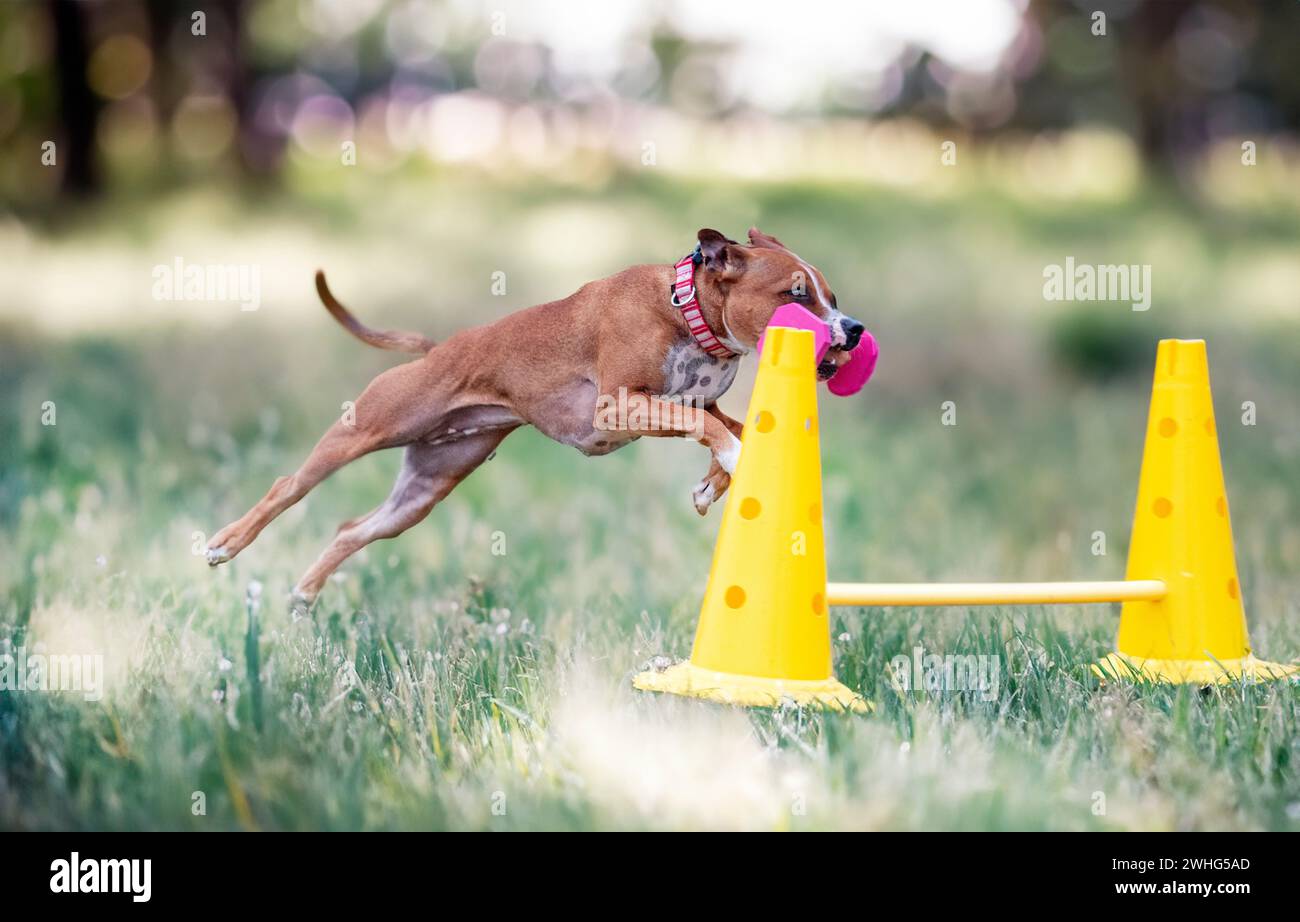Staffordshire Bull Terrier Training For Obedience Discipline Stock 