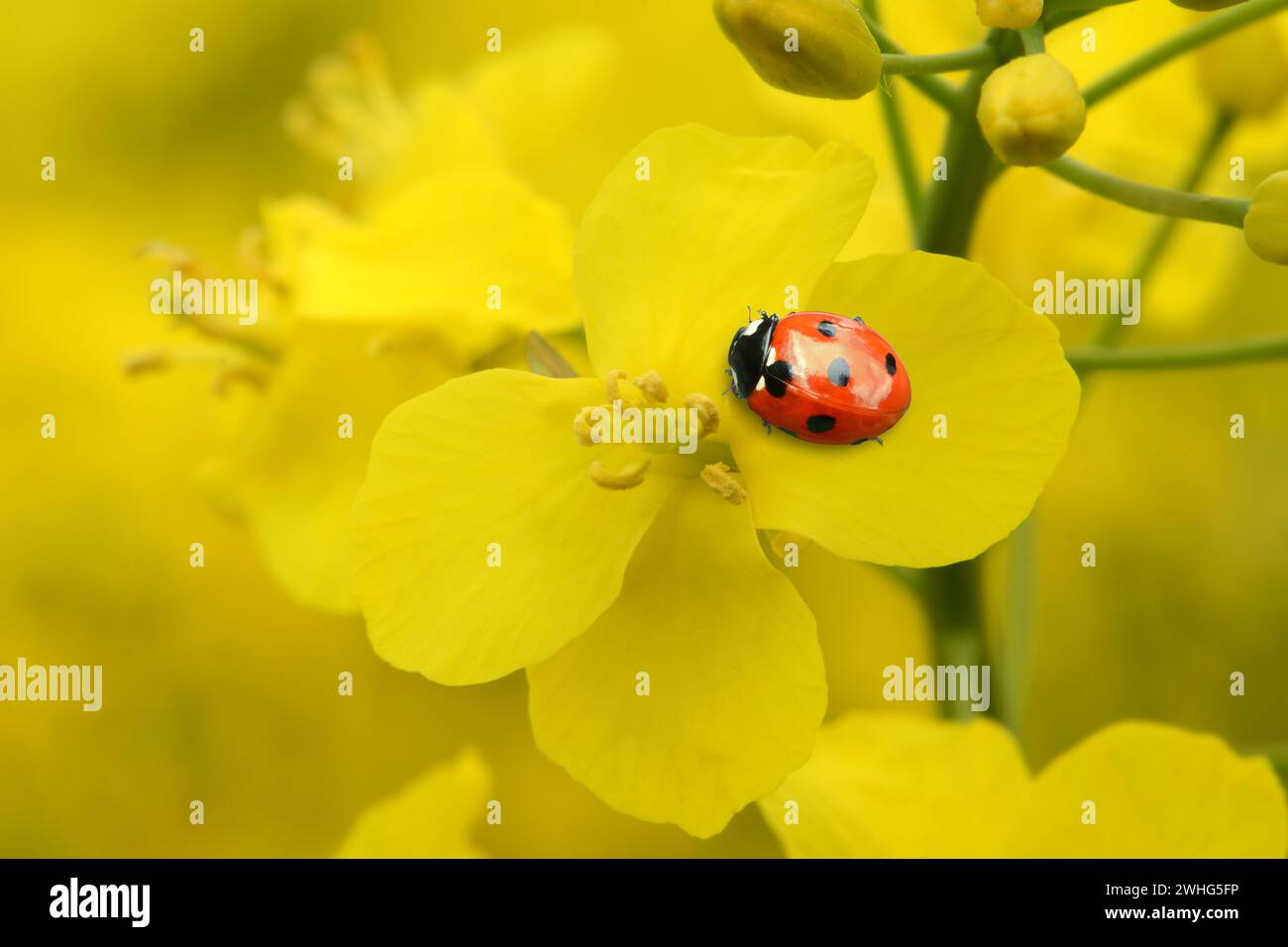 Ladybugs on rapeseed blossom Stock Photo