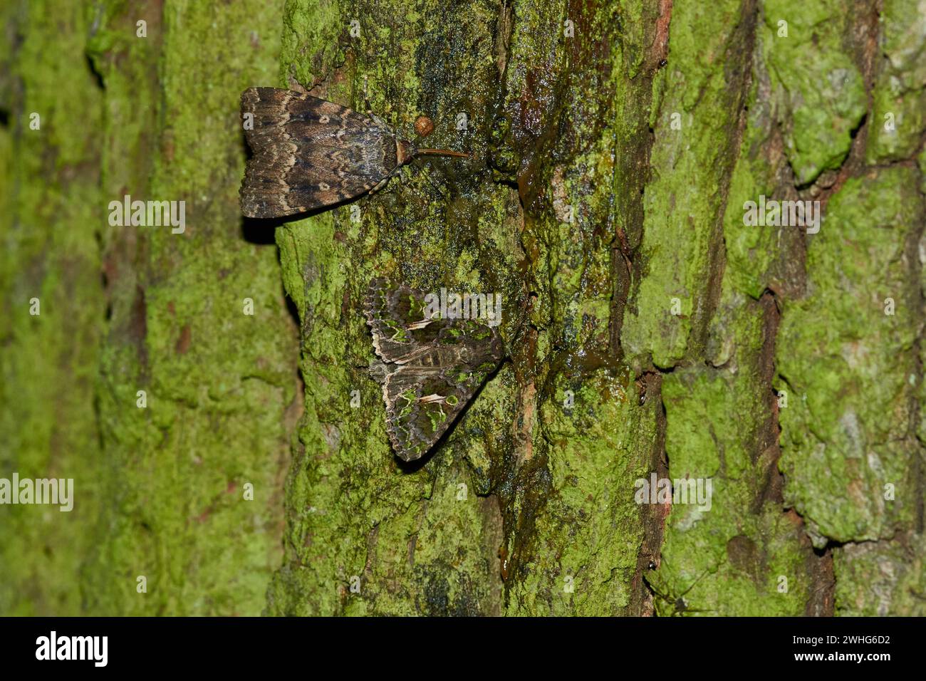 Orache Moth (Trachea atriplicis) and Copper underwing Stock Photo