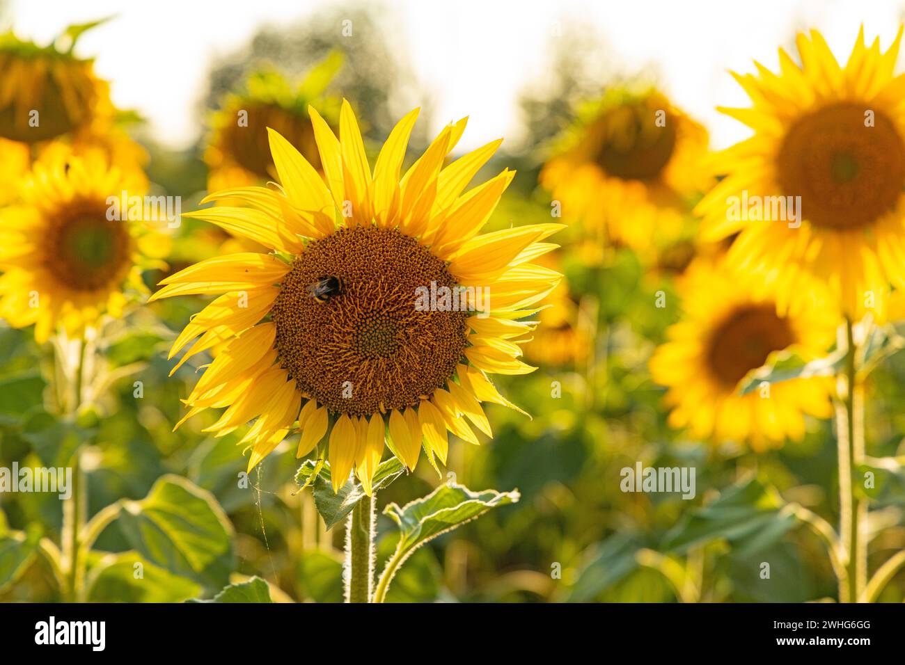 Agricultural landscape field oil seed hi-res stock photography and ...
