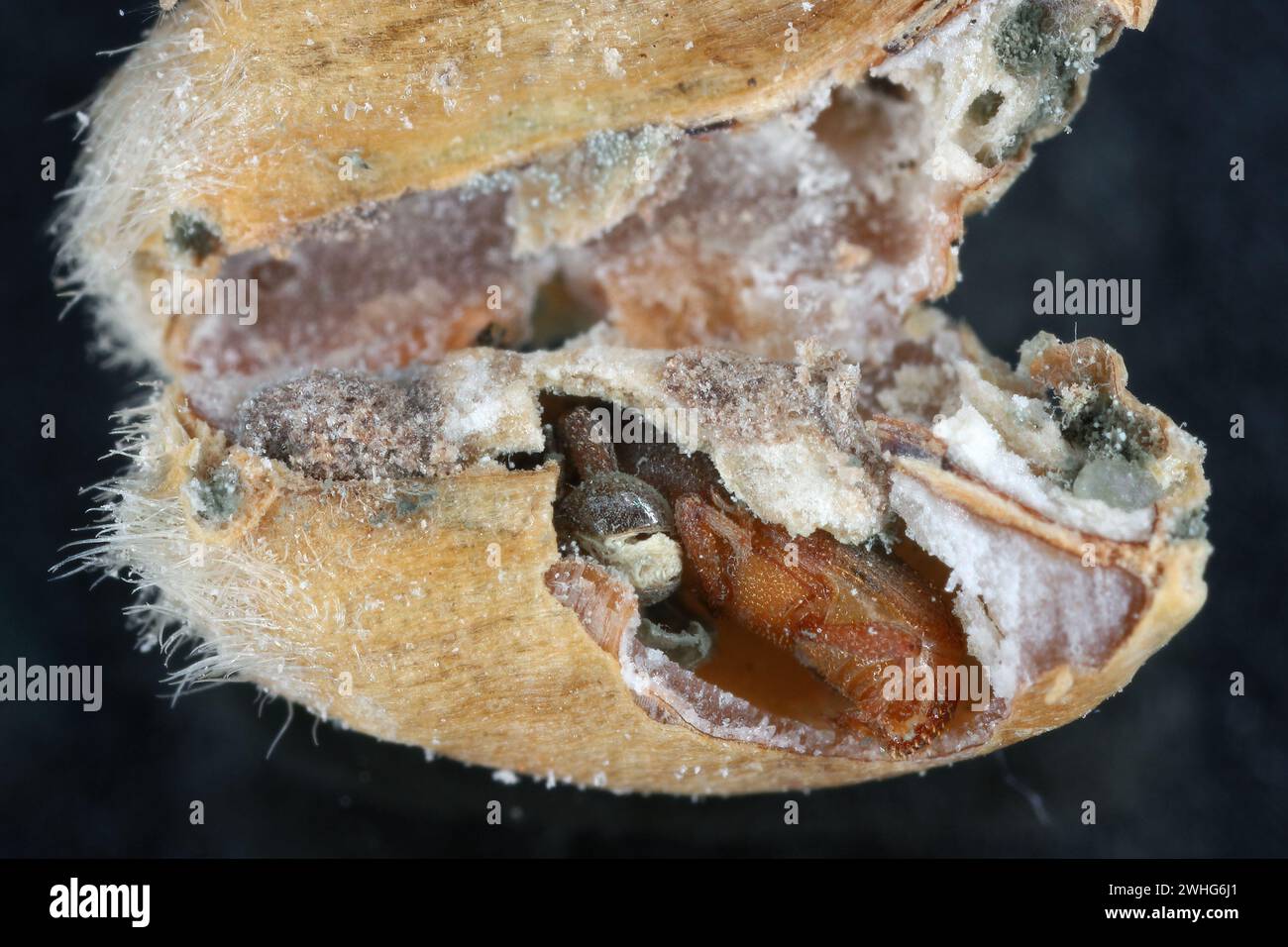 Granary Weevil (Sitophilus granarius) also called Grain or Wheat Weevil. Young beetle developing inside the grain. Stock Photo