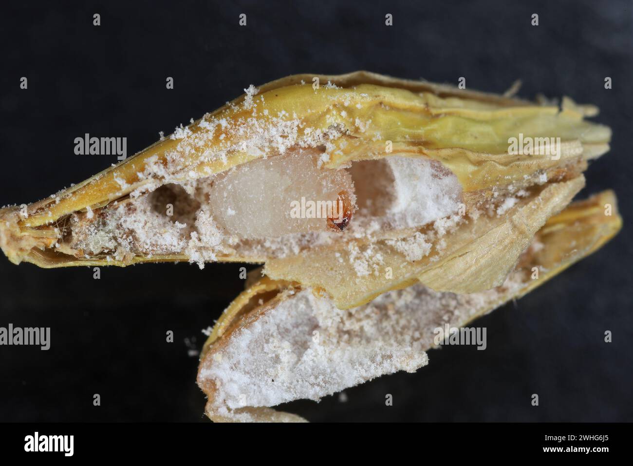 Rice weevil, or science names Sitophilus oryzae. Larvae developing inside the grain. Stock Photo