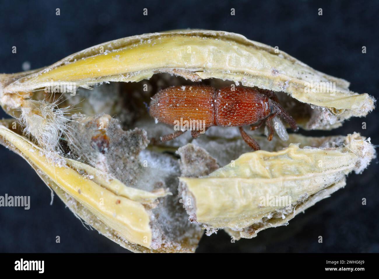 Granary Weevil (Sitophilus granarius) also called Grain or Wheat Weevil. Young beetle developing inside the grain. Stock Photo