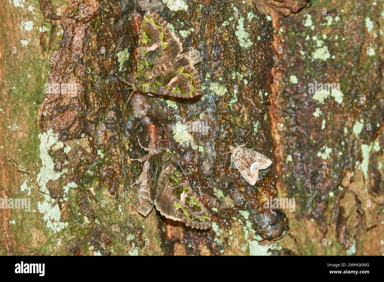 Orache Moth (Trachea atriplicis) Stock Photo