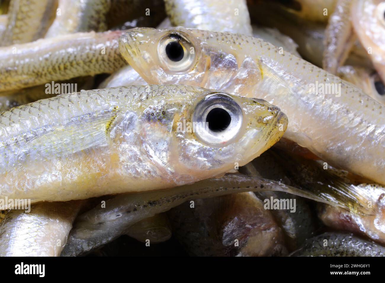 series of caught fish called sand smelt with big eyes very appreciated in the Italian and mediterranean cuisine Stock Photo