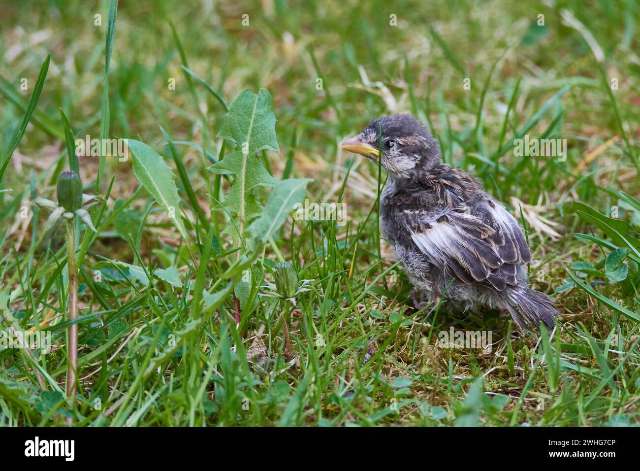 Feeding young sparrow hi-res stock photography and images - Alamy