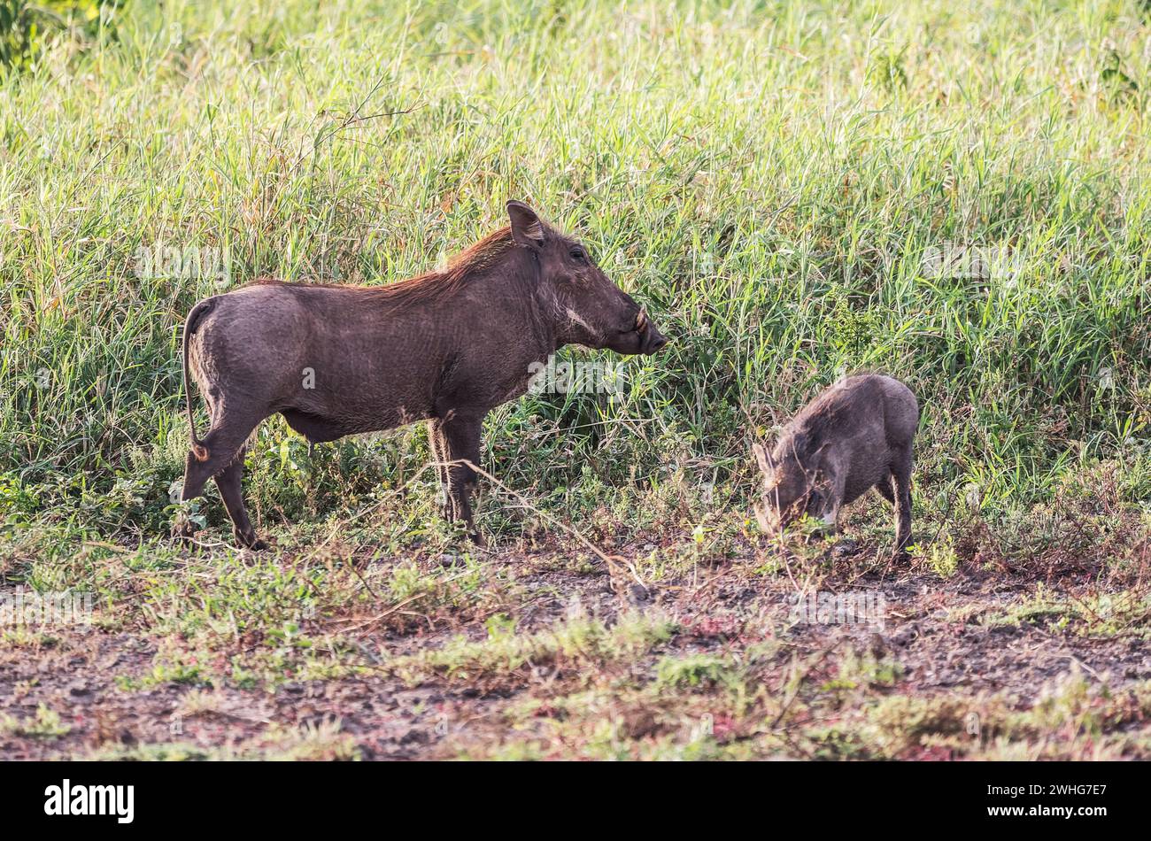 A Warthog in Tsavo West National Park, Kenya, Africa Stock Photo