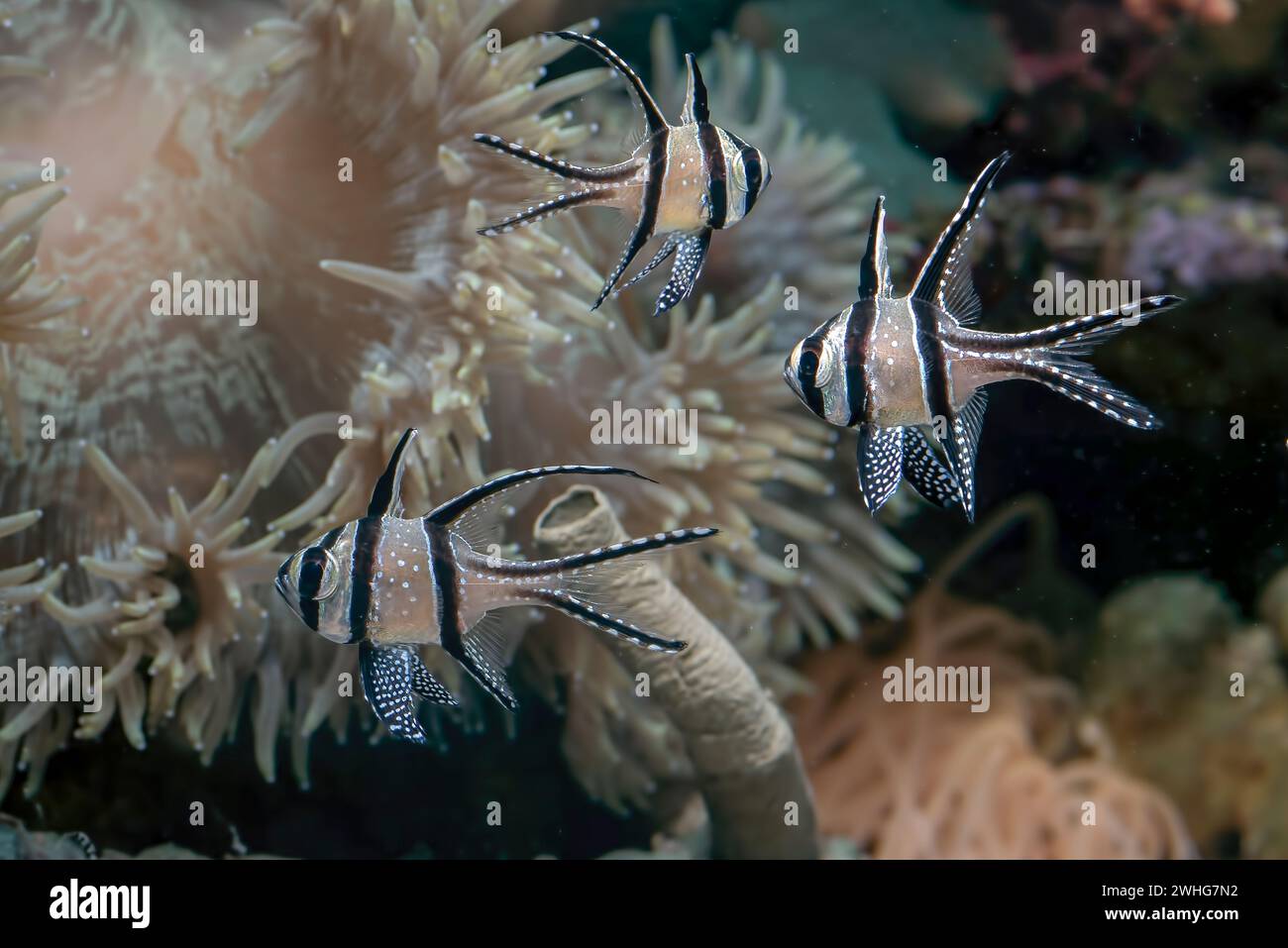 Beautiful banggai cardinal fish at coral reef Stock Photo
