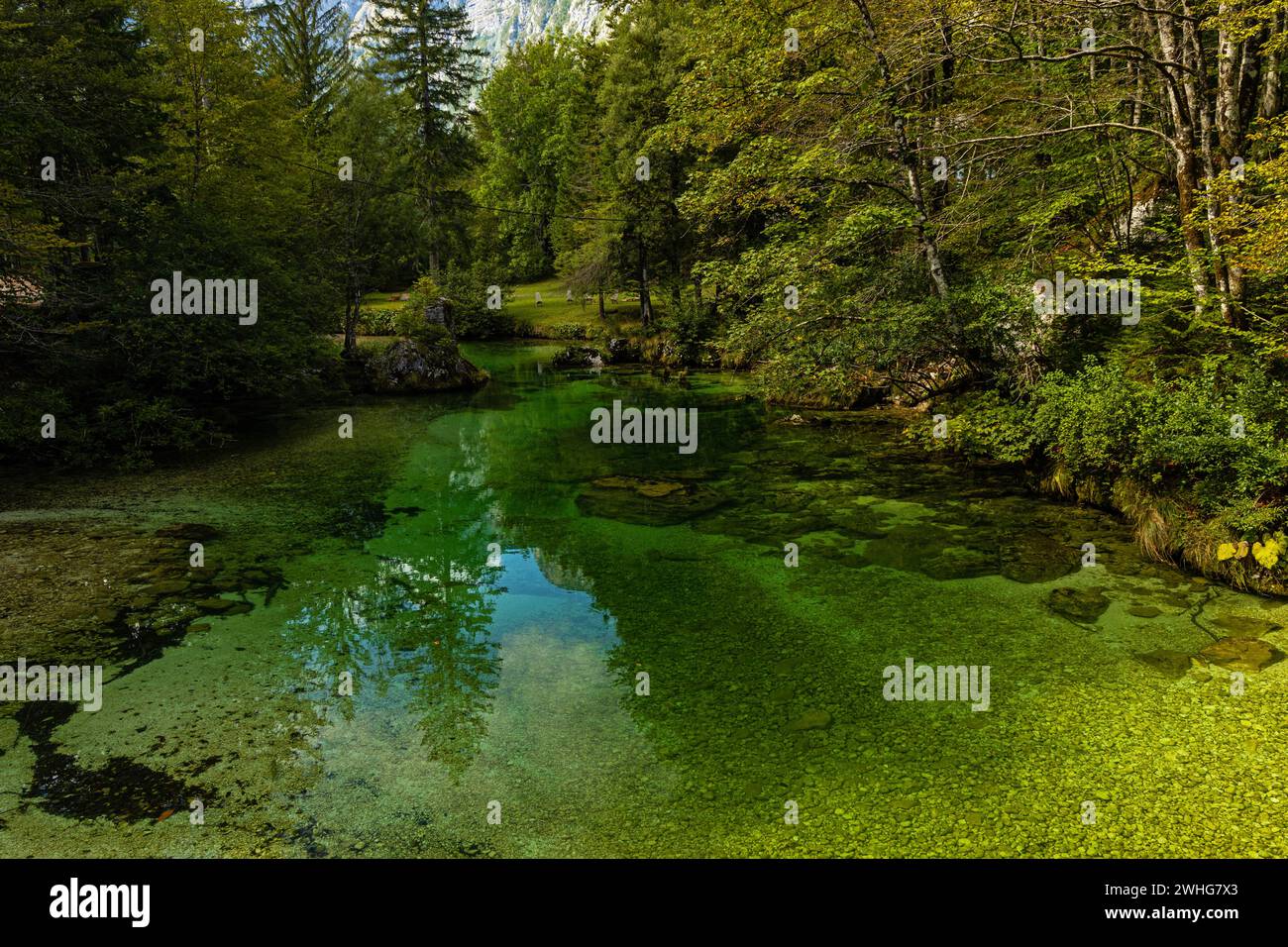 Sava bohinjka river near lake Bohinj in the Triglav national park in Slovenia Stock Photo