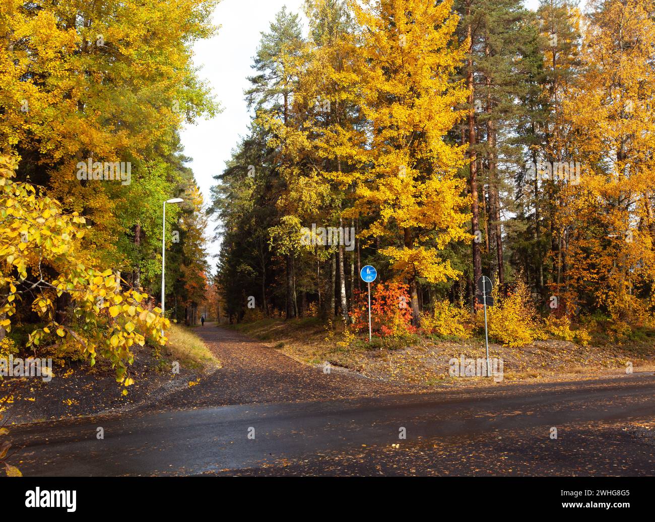 A crossing parkway and a bus street. Colorful autumn trees, sign. Some ...