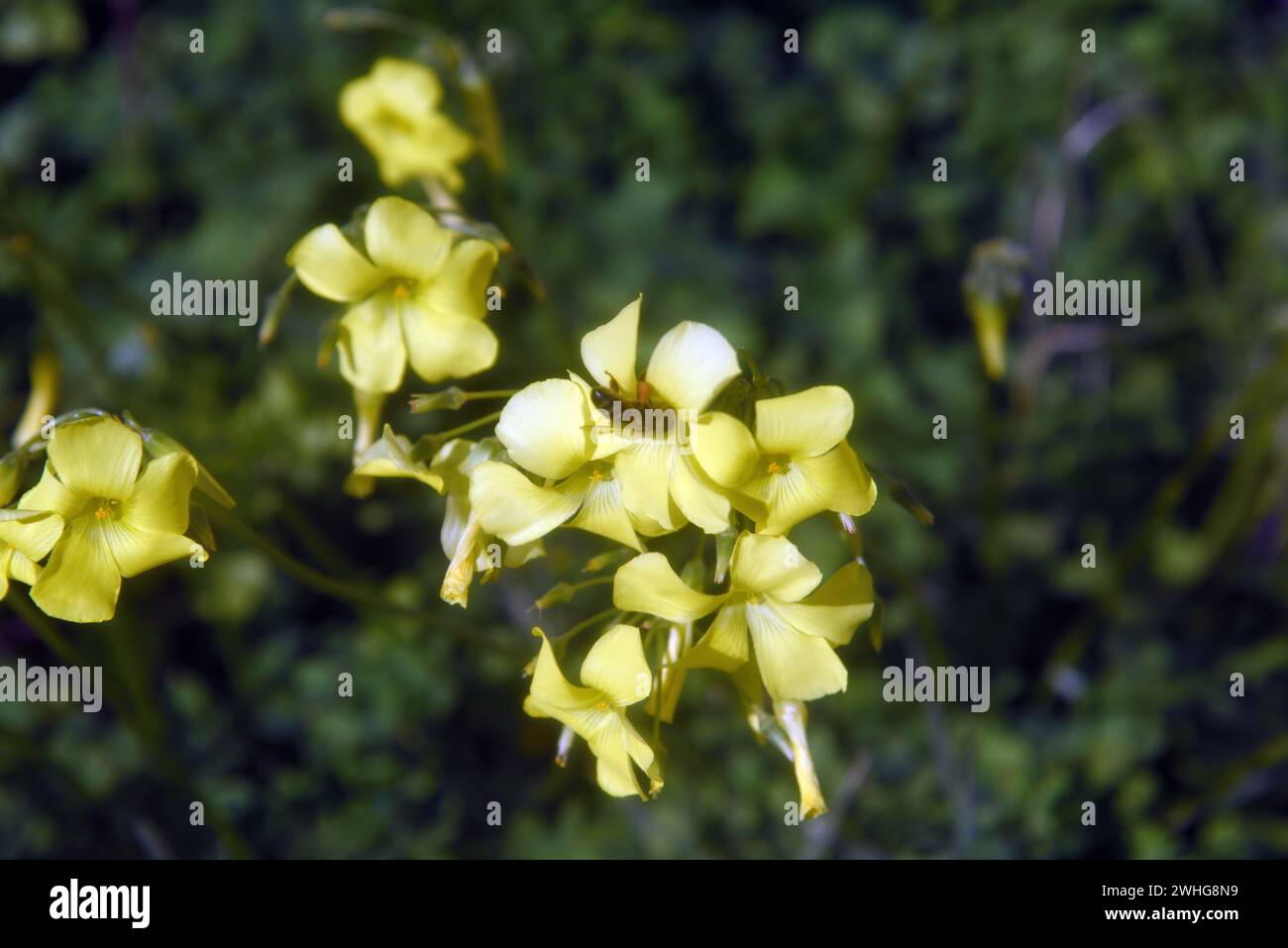 Bees and yellow spring flowers in Sicily Stock Photo