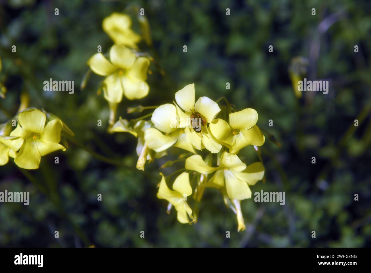 Bees and yellow spring flowers in Sicily Stock Photo