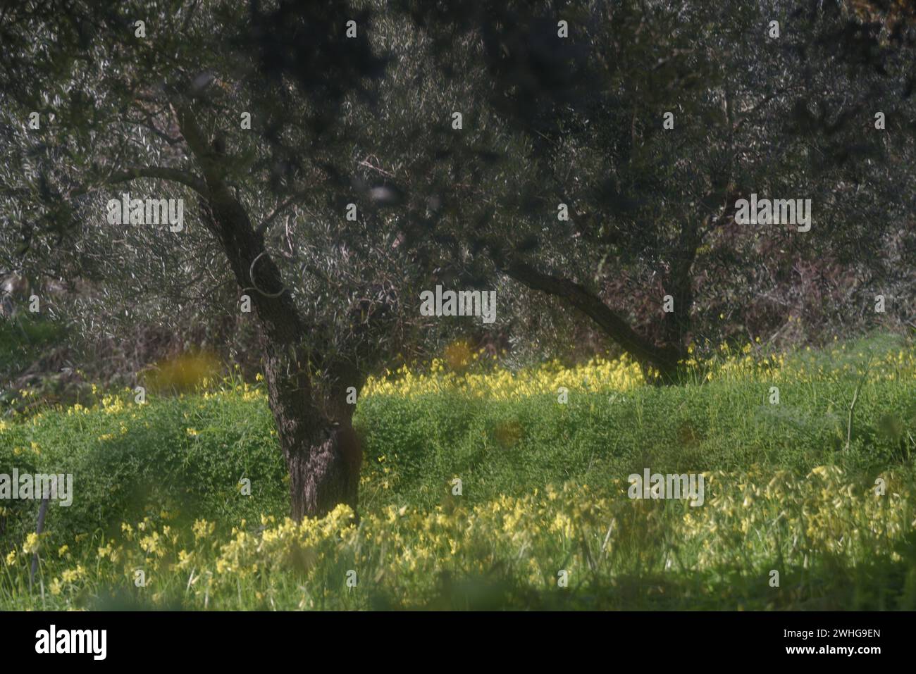 Wild, yellow spring flowers in the Sicily countryside Stock Photo Alamy