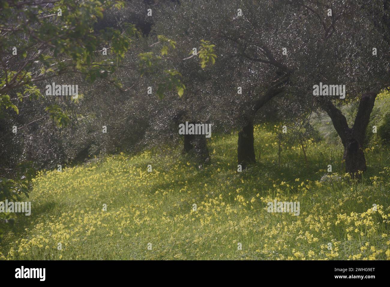 Wild, yellow spring flowers in the Sicily countryside Stock Photo Alamy