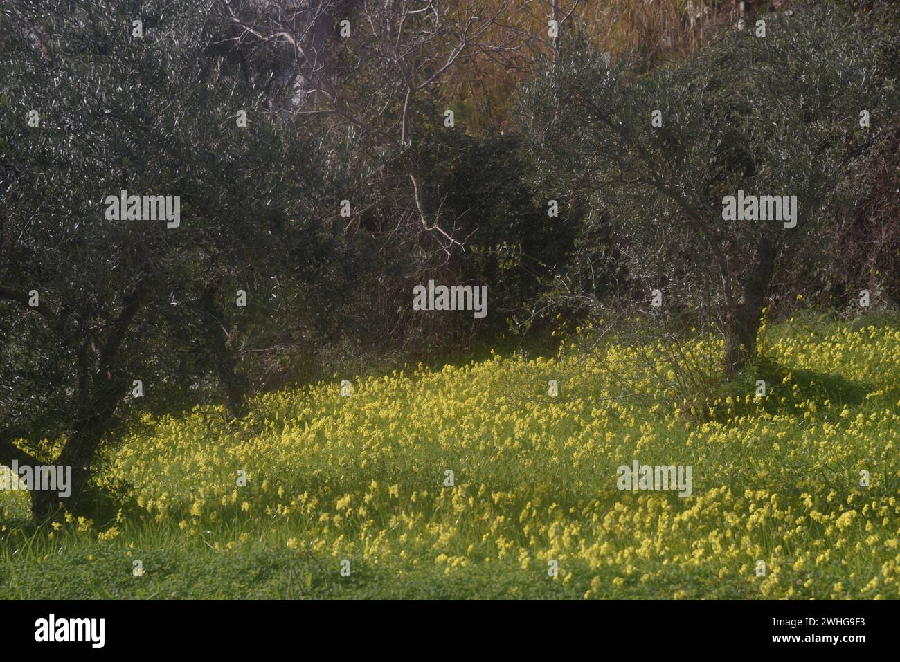 Wild, yellow spring flowers in the Sicily countryside Stock Photo Alamy