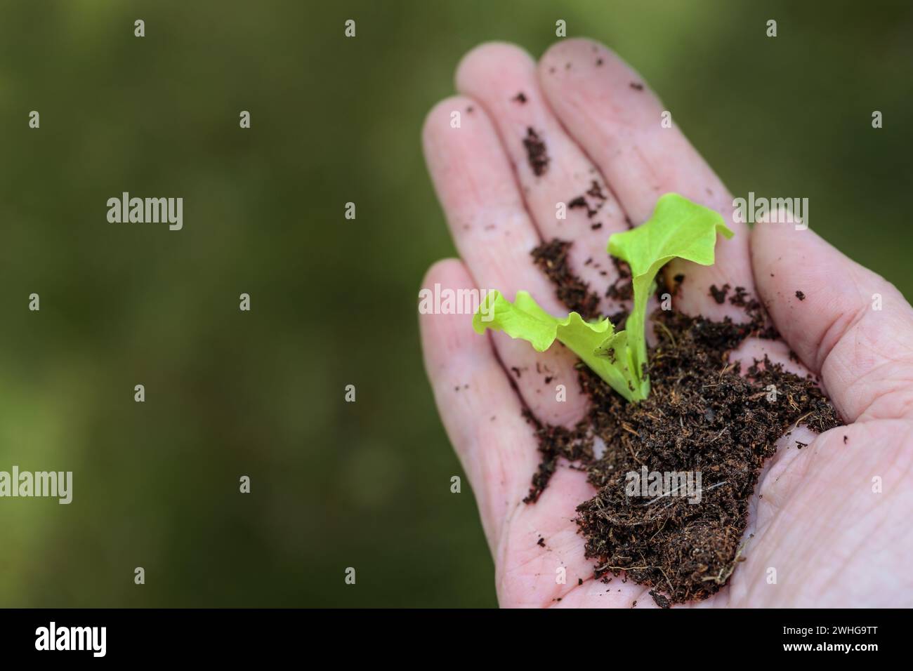 Seedling of lettuce with roots and soil in the hand of a gardener, concept for green business, eco friendly agriculture and sust Stock Photo