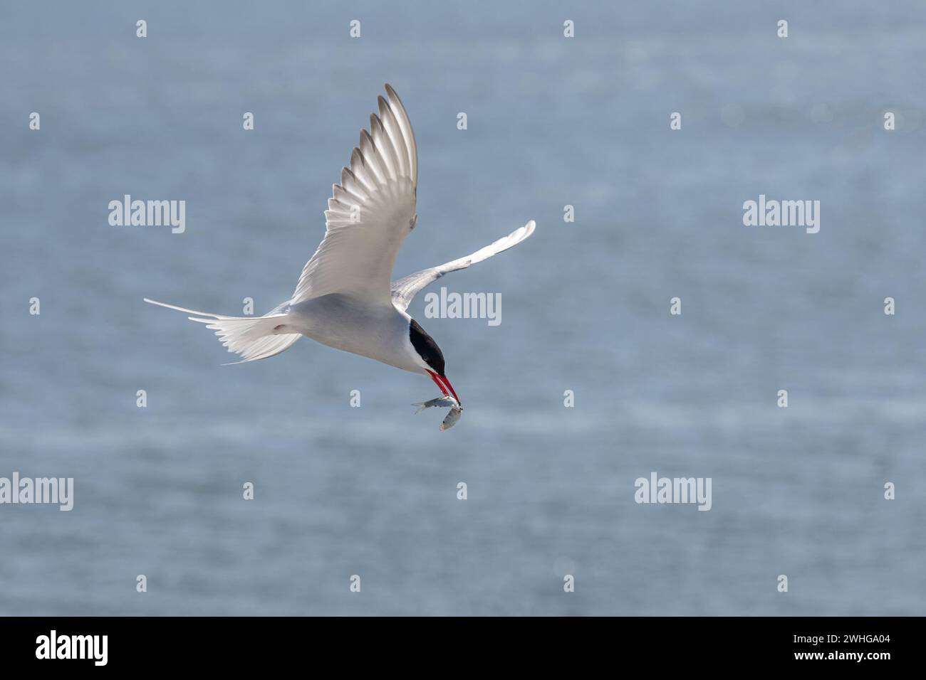 Flying arctic tern (Sterna paradisaea) with a fish in its beak over the blue sea, the elegant migration bird has the longest rou Stock Photo