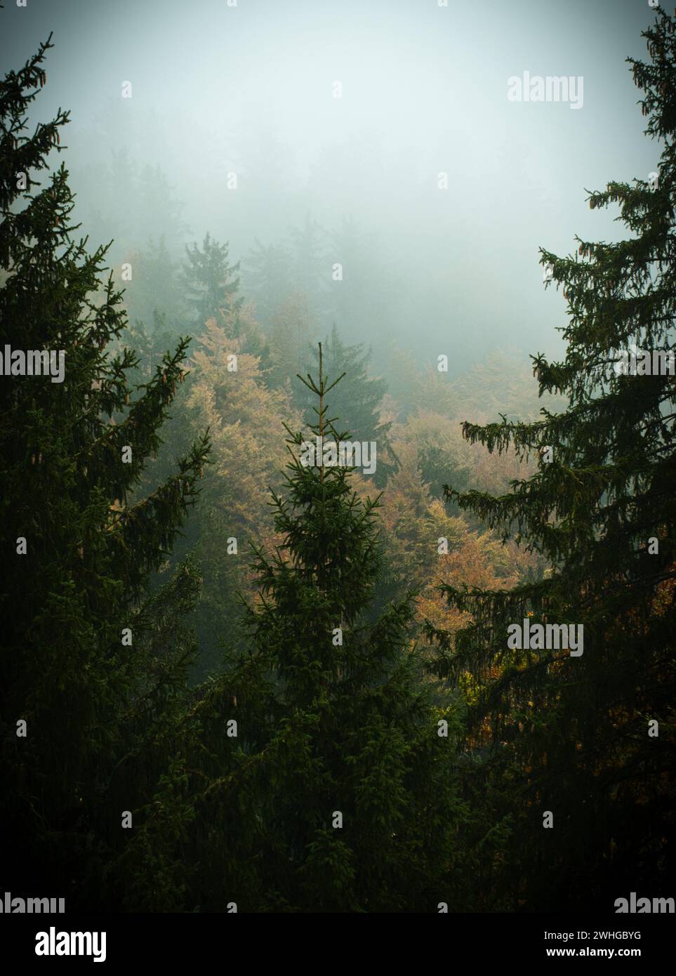 Fog above the forest hi-res stock photography and images - Alamy