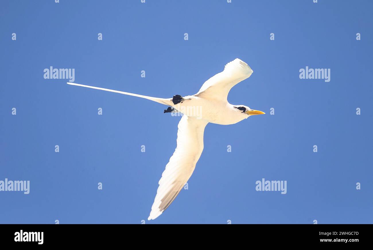 White Tailed Tropicbird (Phaethon lepturus) at Cousin Island, Seychelles, Indian Ocean, Africa Stock Photo