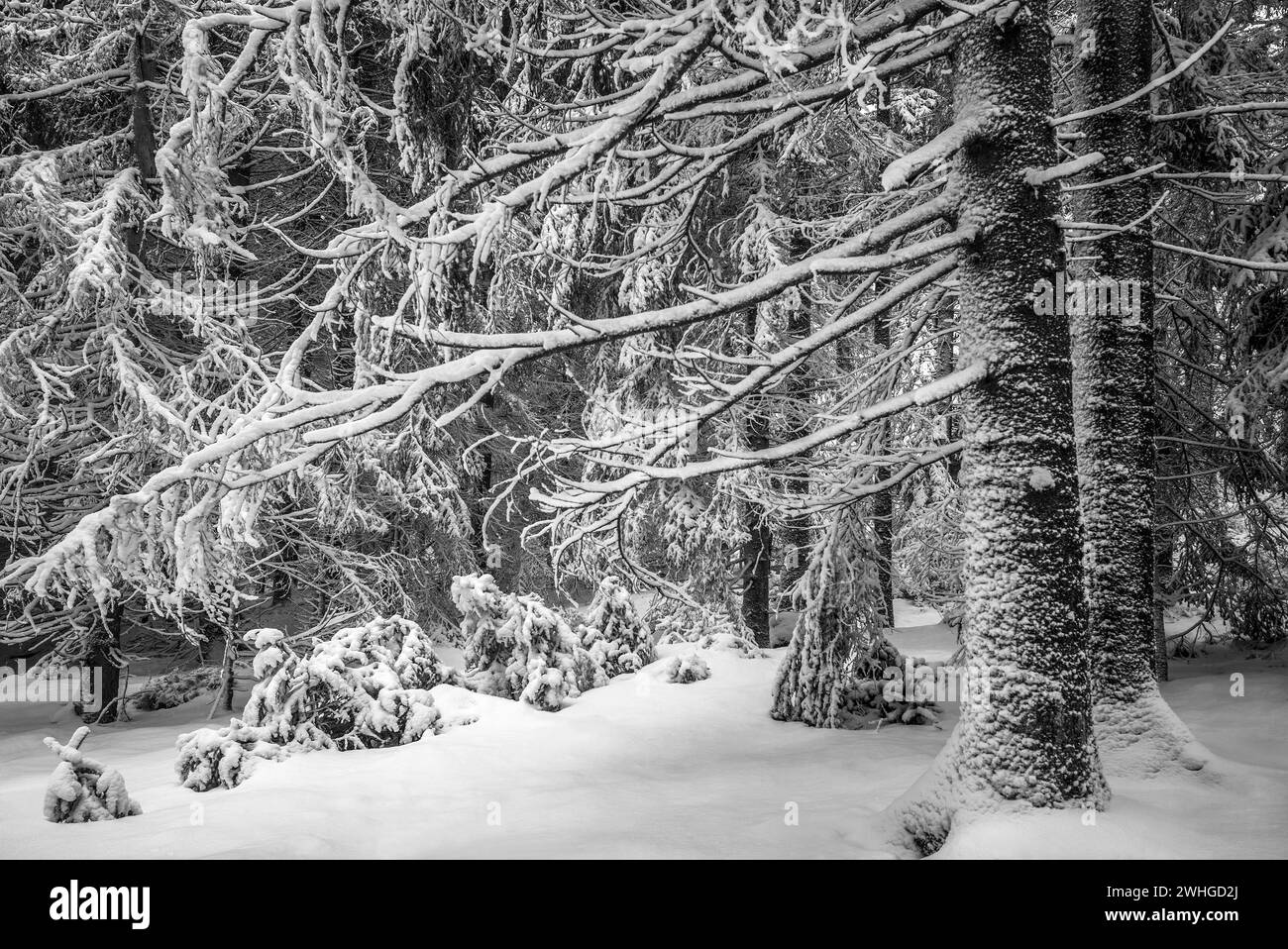 Snow covered spruce winter Black and White Stock Photos & Images - Alamy