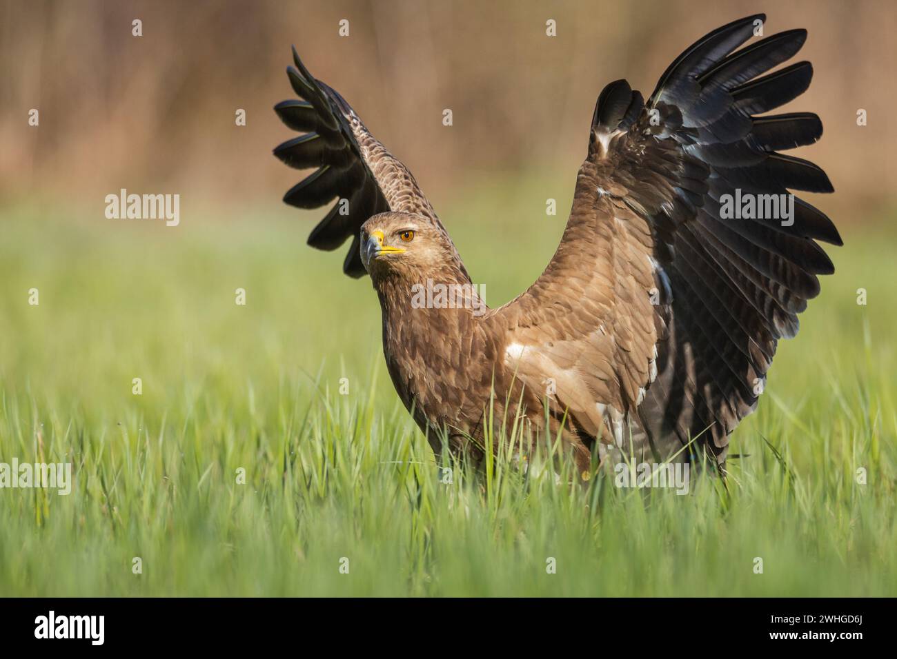 Birds of prey - Lesser Spotted Eagle Aquila pomarina , hunting time, flying bird Poland Europe Stock Photo