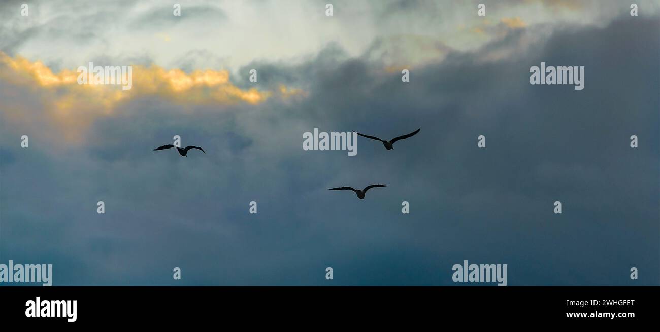 Birds flying over stormy clouds Stock Photo