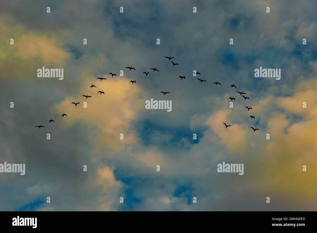 Birds flying over stormy clouds Stock Photo