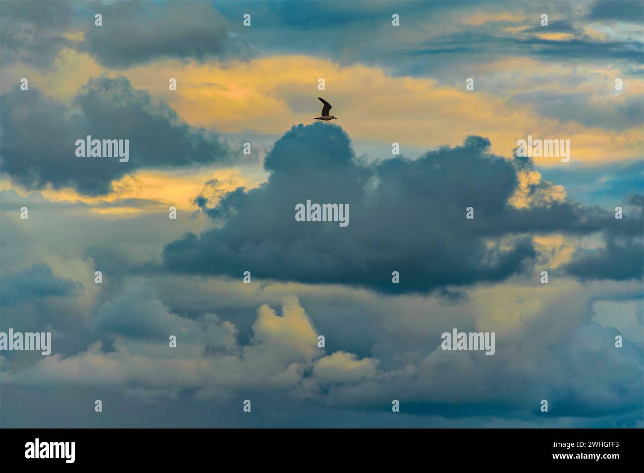 Bird flying over stormy clouds Stock Photo