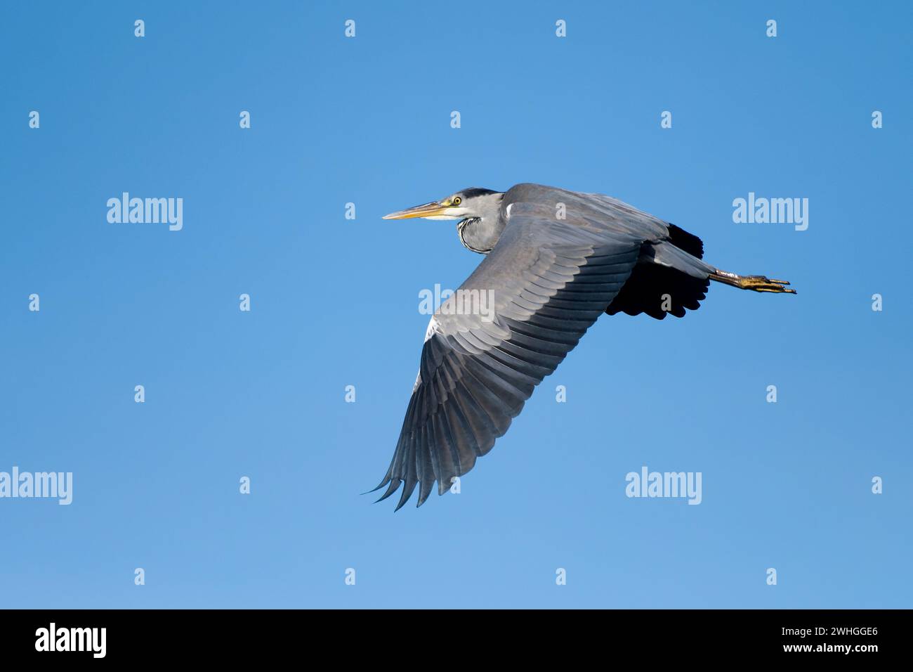 Grey Heron in flight Stock Photo