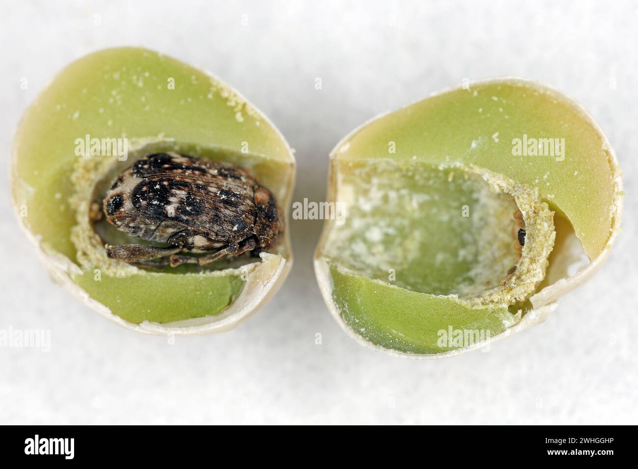 Pea weevil, Bruchus pisorum.  Beetle inside a broken seed. Macro. Stock Photo