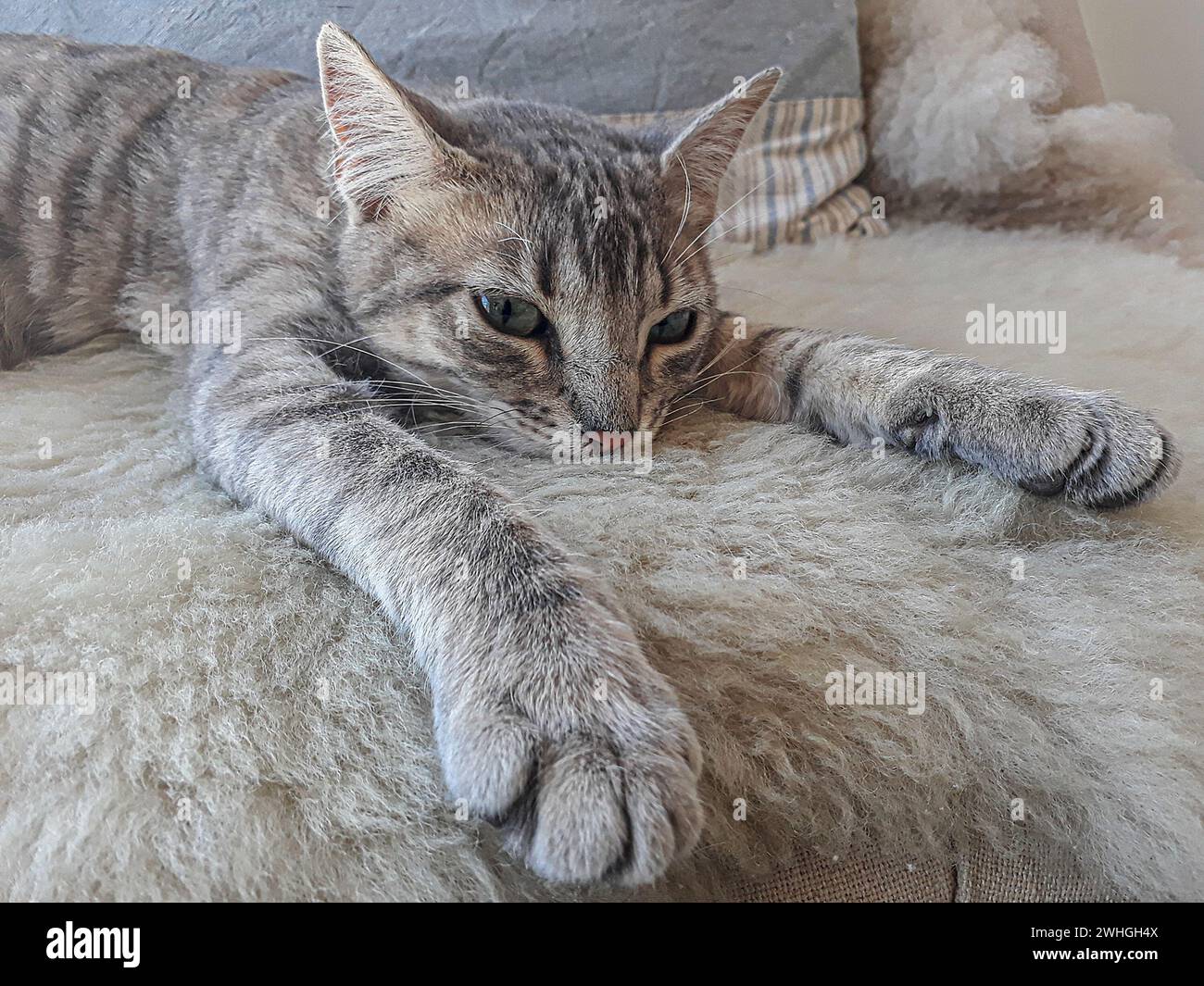 Kitten lying on sofa Stock Photo
