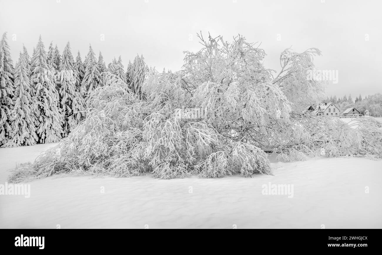 Frozen trees Stock Photo