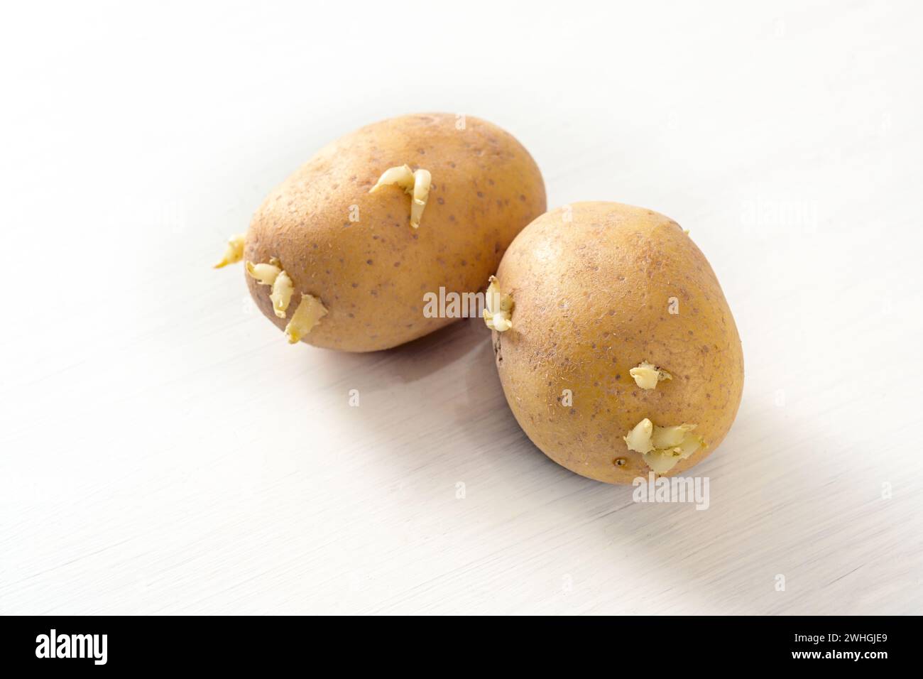 Raw potatoes start to sprout, concept for storing food or growing